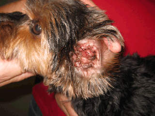 Rods ear sale infection in dogs